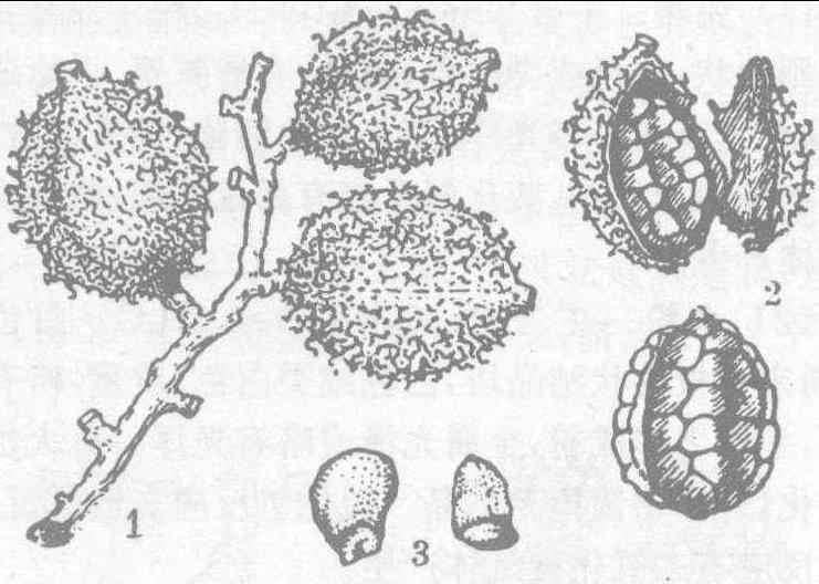 485. 砂仁